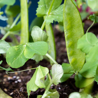Sugar Snow Pea – Dwarf Vegetable  Seeds