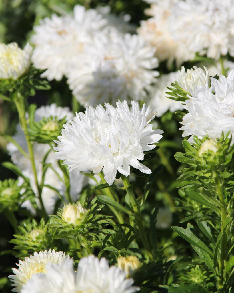 Aster Needle Unicum White Callistephus Chinensis – Dwarf Garden Flower Seeds