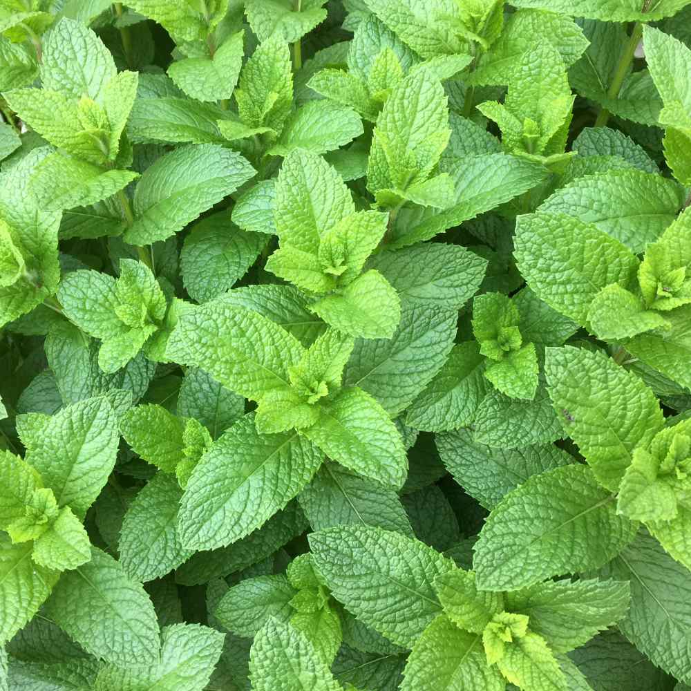 Spearmint (Mentha spicata) Seeds for Planting – Fresh Aromatic Garden Herb