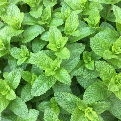 Spearmint (Mentha spicata) Seeds for Planting – Fresh Aromatic Garden Herb