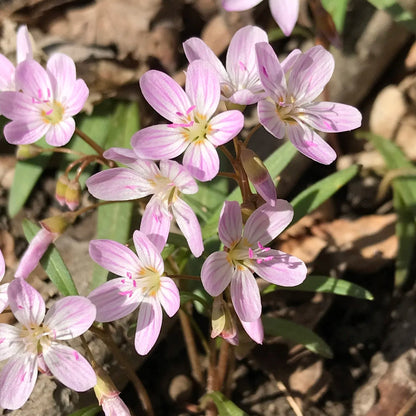Virginia Spring Beauty Seeds Claytonia Virginica Early Spring Wildflower