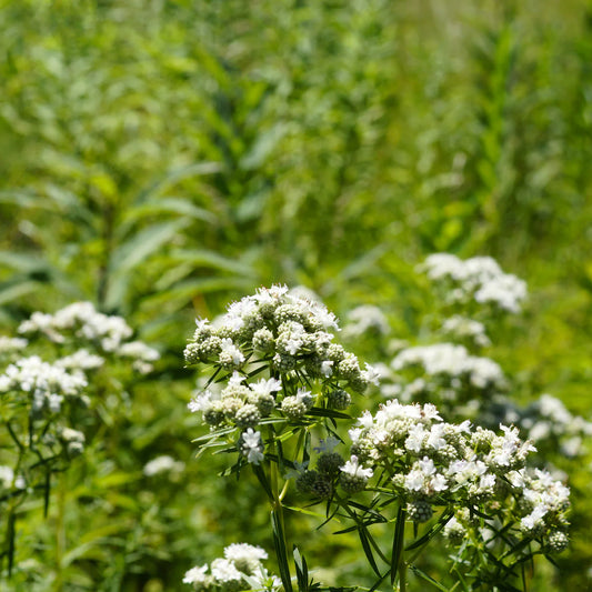 Mountain Mint – Hardy Wildflower Garden Seeds