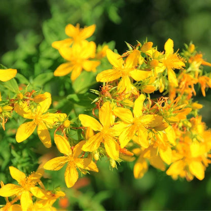 Chamomile St Johns – Perennial Flower Seeds