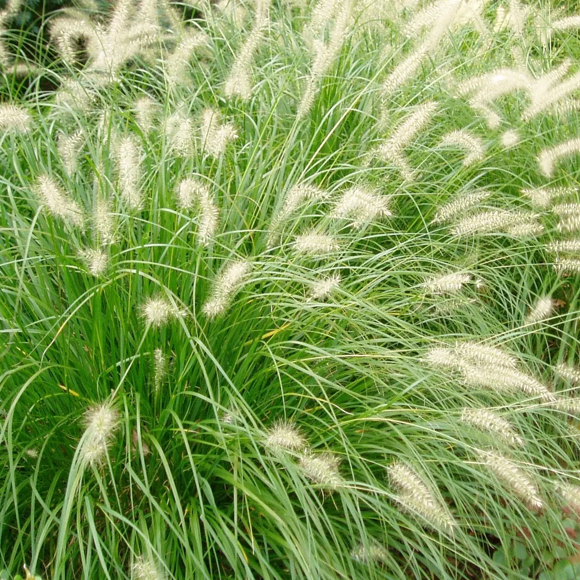 Pennisetum Setaceum Green Seeds, Sterile Green Fountain Grass Seeds