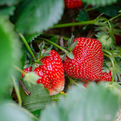 Seascape Strawberry Seeds – Heirloom, Non-GMO, Day-Neutral, High-Yield Variety