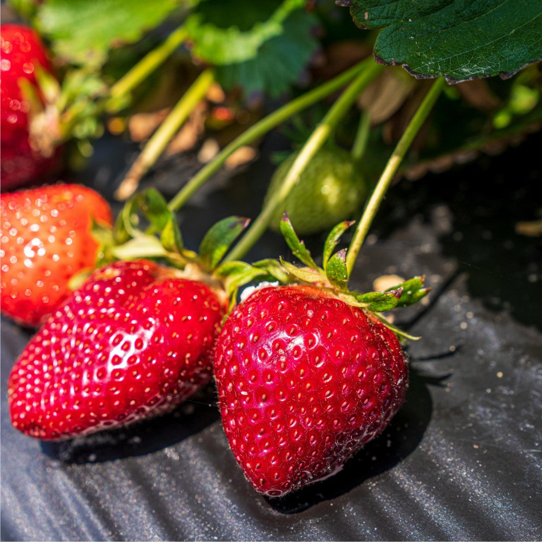 Seascape Strawberry Seeds – Heirloom, Non-GMO, Day-Neutral, High-Yield Variety