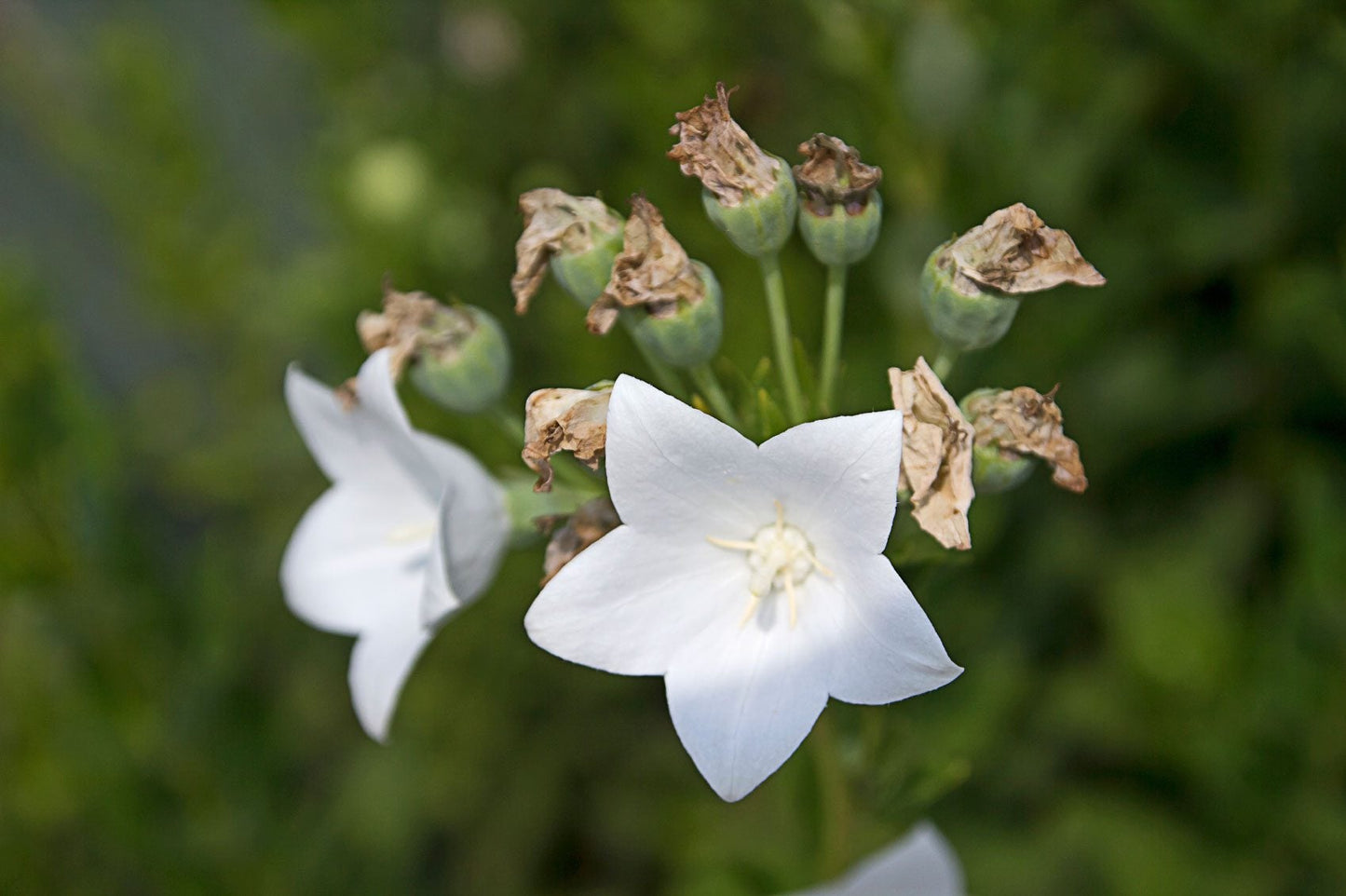 Balloon Flower White Platycodon Grandiflorus – Hardy Garden Flower Seeds