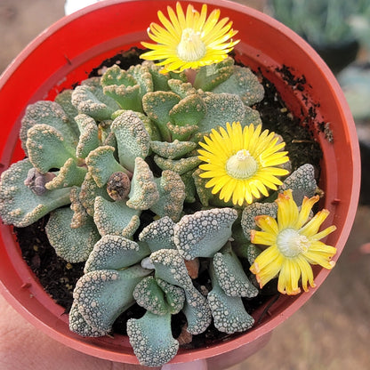 Titanopsis Calcarea – Succulent Garden Plant Seeds