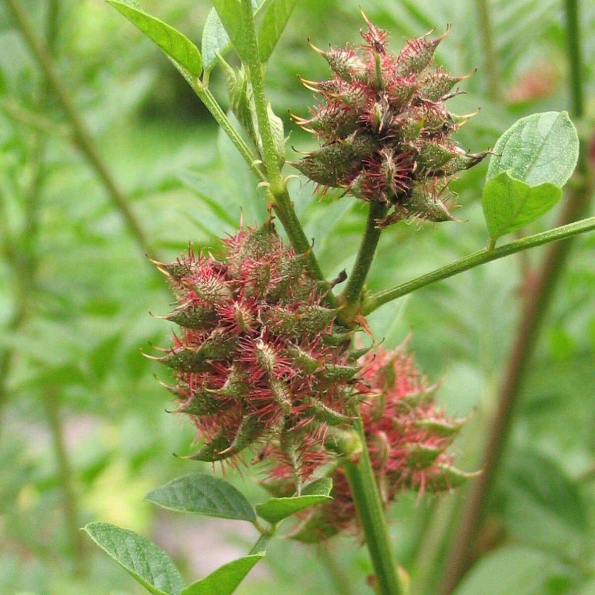 Licorice Glycyrrhiza Glabra – Perennial Herb Flower Seeds