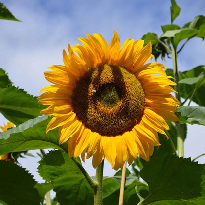 Yellow Sunflower Mammoth – Large Flower Garden Seeds