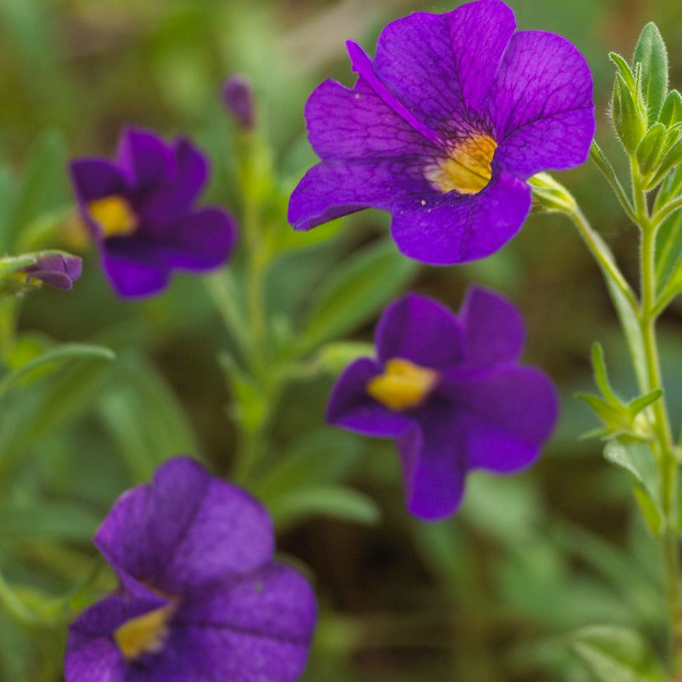 Superbells Blue Calibrachoa Seeds Deep Blue Million Bells Trailing Blooms for Hanging Baskets