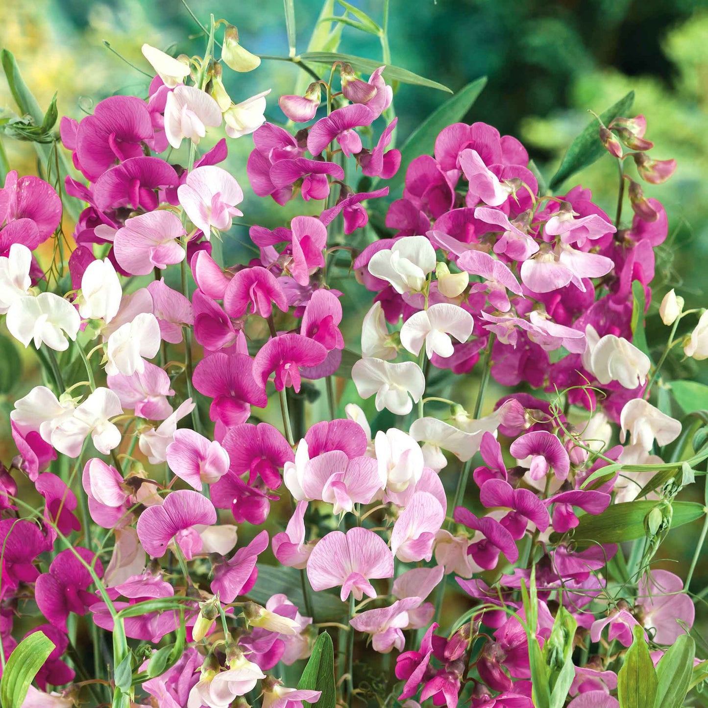 Mammoth Mixed Sweet Pea – Colorful Wildflower Garden Seeds