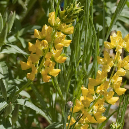 Yellow Lupine – Hardy Wildflower Garden Seeds