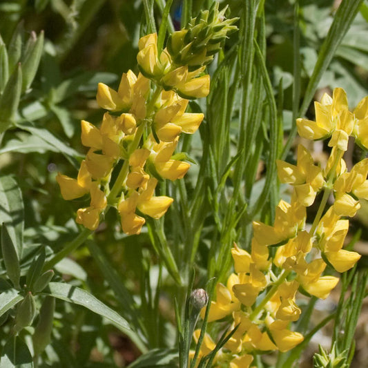 Yellow Lupine – Hardy Wildflower Garden Seeds