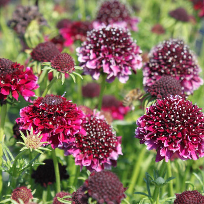Scabiosa Atropurpurea ‘Black Knight’ Seeds – Dark Maroon to Black Pincushion Flowers