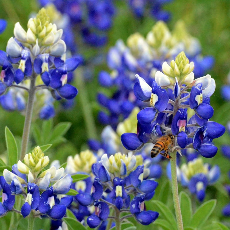 Texas Bluebonnet Lupinus Texensis – Garden Flower Seeds