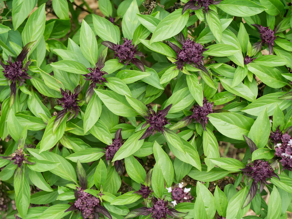 Thai Basil Seeds – Garden Herb Seeds