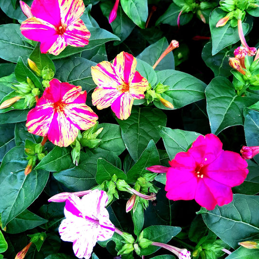 Four O'Clock Marvel of Peru Mirabilis Jalapa – Colorful Garden Flower Seeds