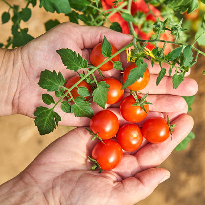 Large Cherry Tomato – Garden Vegetable Seeds