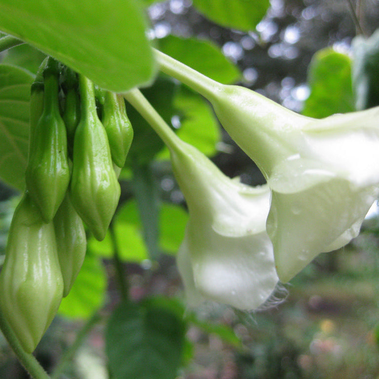 Loroco Flower Seeds Fernaldia Pandurata - Edible Tropical Vine Fragrant Culinary Blossom