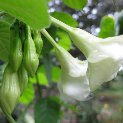 Loroco Flower Seeds Fernaldia Pandurata - Edible Tropical Vine Fragrant Culinary Blossom