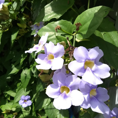 Thunbergia Grandiflora ‘Blue Sky Vine’ Seeds – Heirloom, Non-GMO, Fast-Growing Climbing Vine