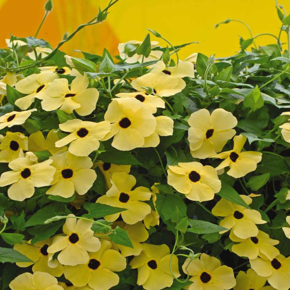 Thunbergia (Black-Eyed Susan Vine) Flower Seeds for Planting – Heirloom, Non-GMO, Easy to Grow, Climbing Annual