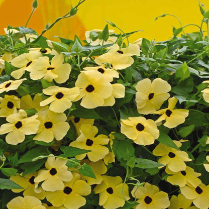 Thunbergia (Black-Eyed Susan Vine) Flower Seeds for Planting – Heirloom, Non-GMO, Easy to Grow, Climbing Annual