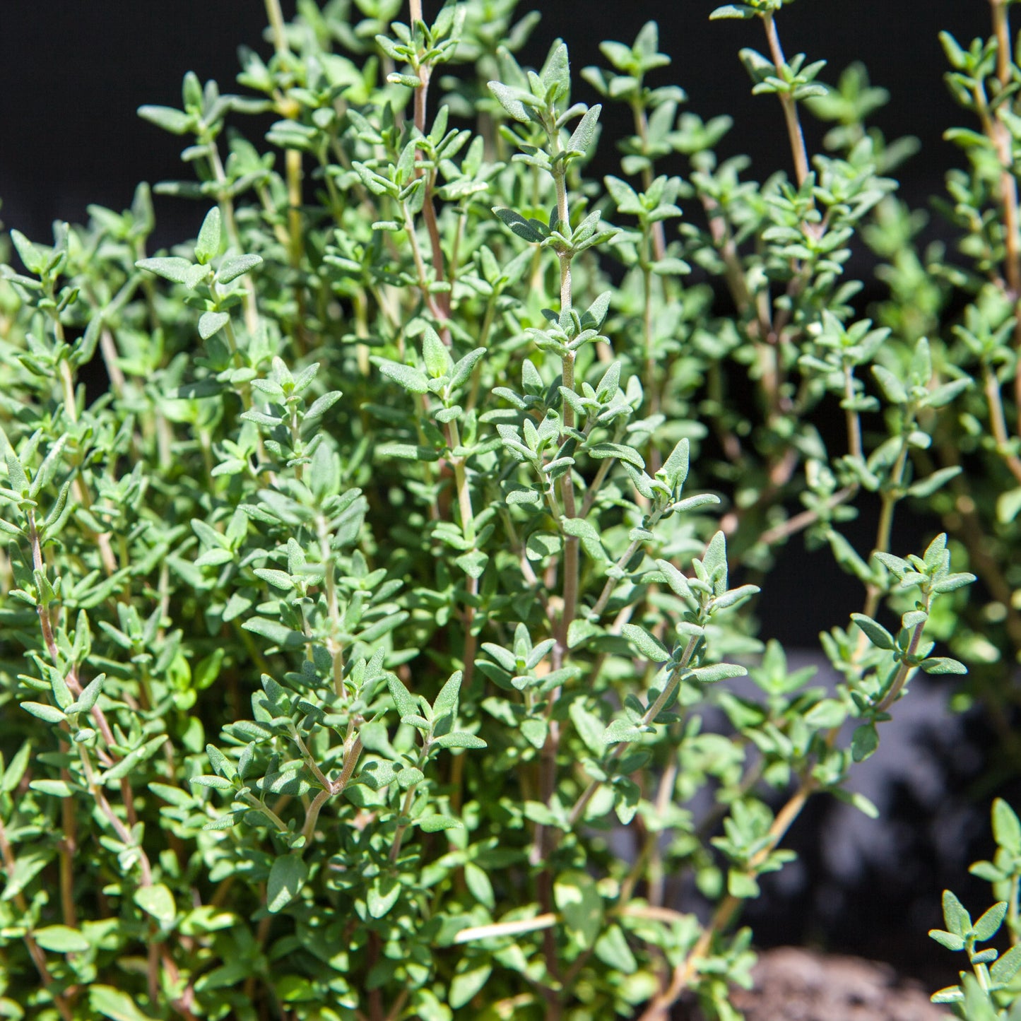Herb Thyme Seeds Organic Heirloom Summer Herbs Seed Made in USA Non-GMO