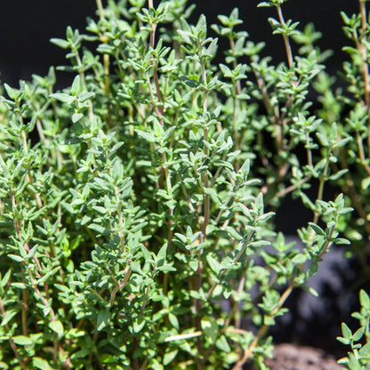 Herb Thyme Seeds Organic Heirloom Summer Herbs Seed Made in USA Non-GMO