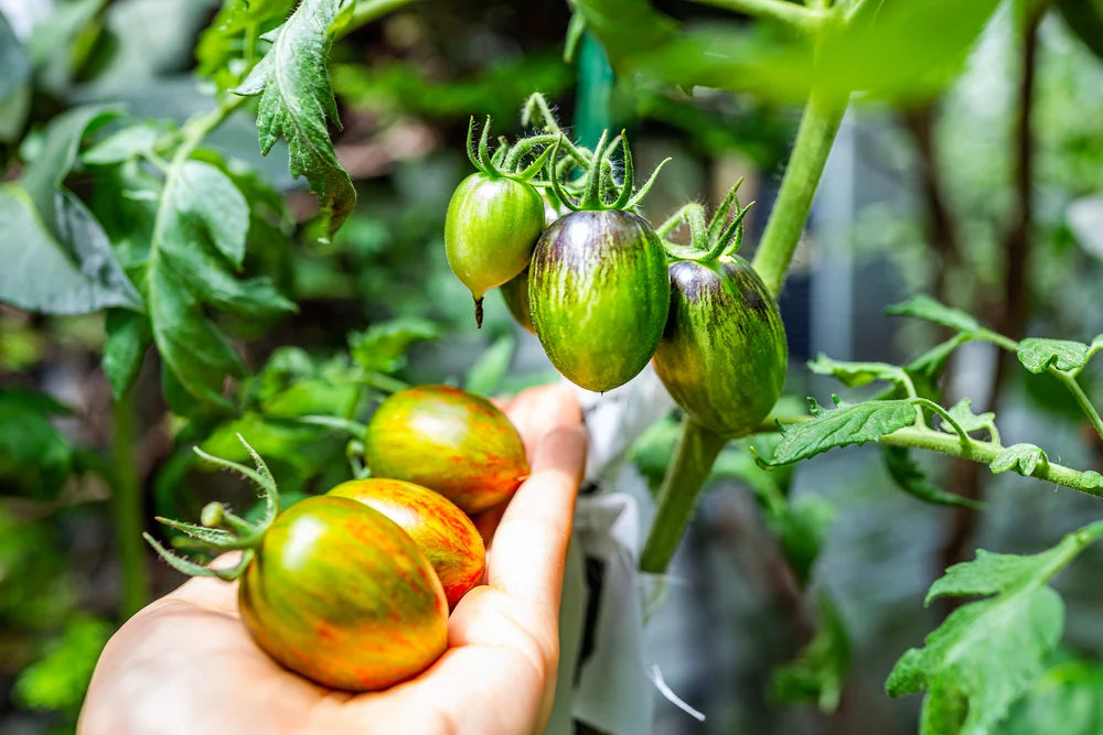 Garden Olive Grape Tomato – Heirloom Vegetable Garden Seeds