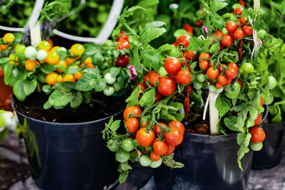 Windowbox Roma Tomato – Garden Vegetable Seeds