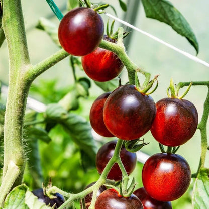 Ambrosia Red Cherry Tomato – Sweet Heirloom Vegetable Garden Seeds