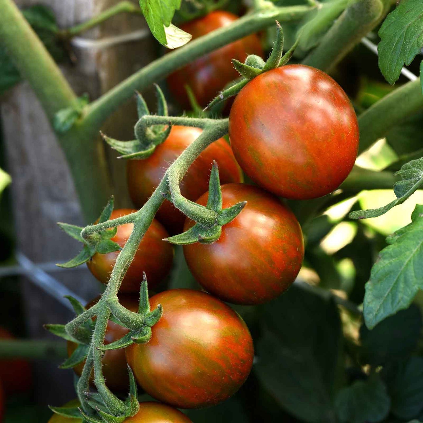 Chocolate Sprinkles Tomato – Cherry Vegetable Garden Seeds