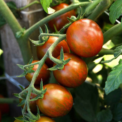 Chocolate Sprinkles Tomato – Cherry Vegetable Garden Seeds