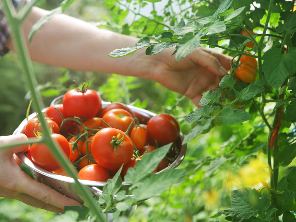 Sleeping Giant Tomato – Heirloom Vegetable Garden Seeds