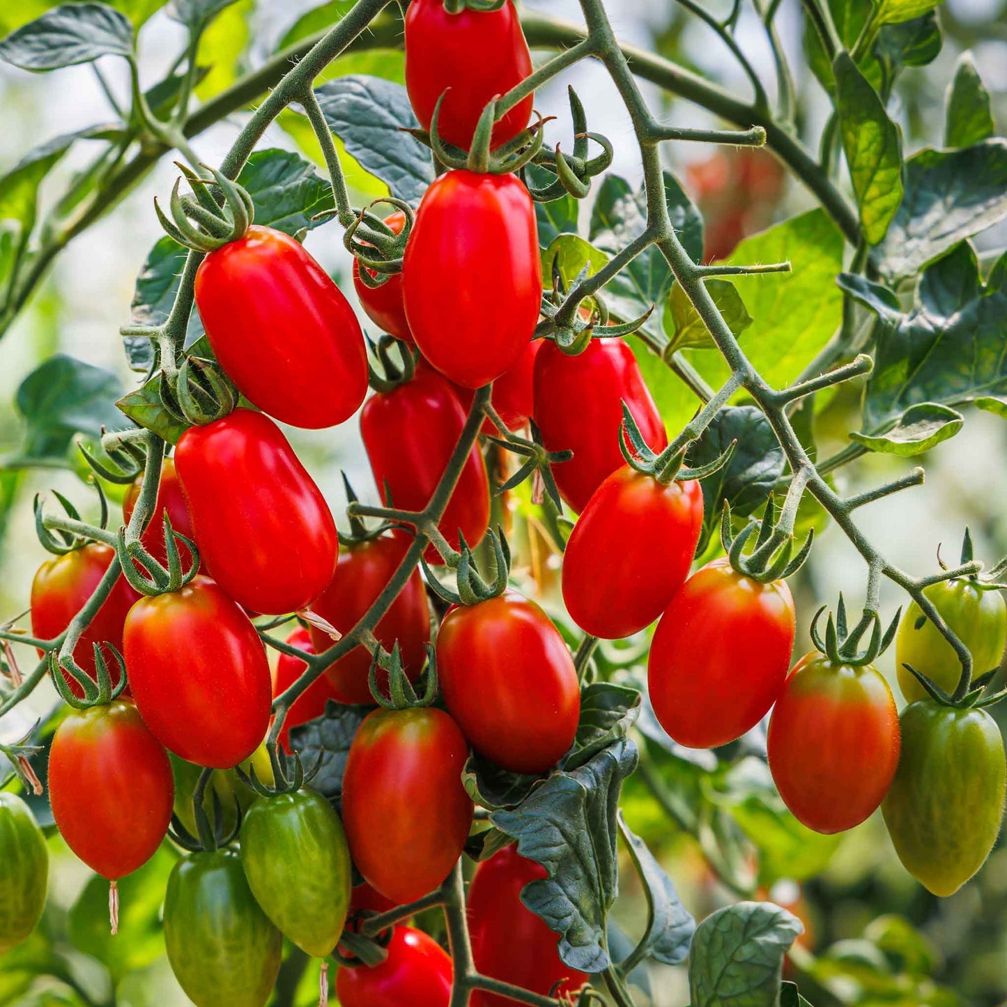 Roma Tomato – Heirloom Vegetable Seeds