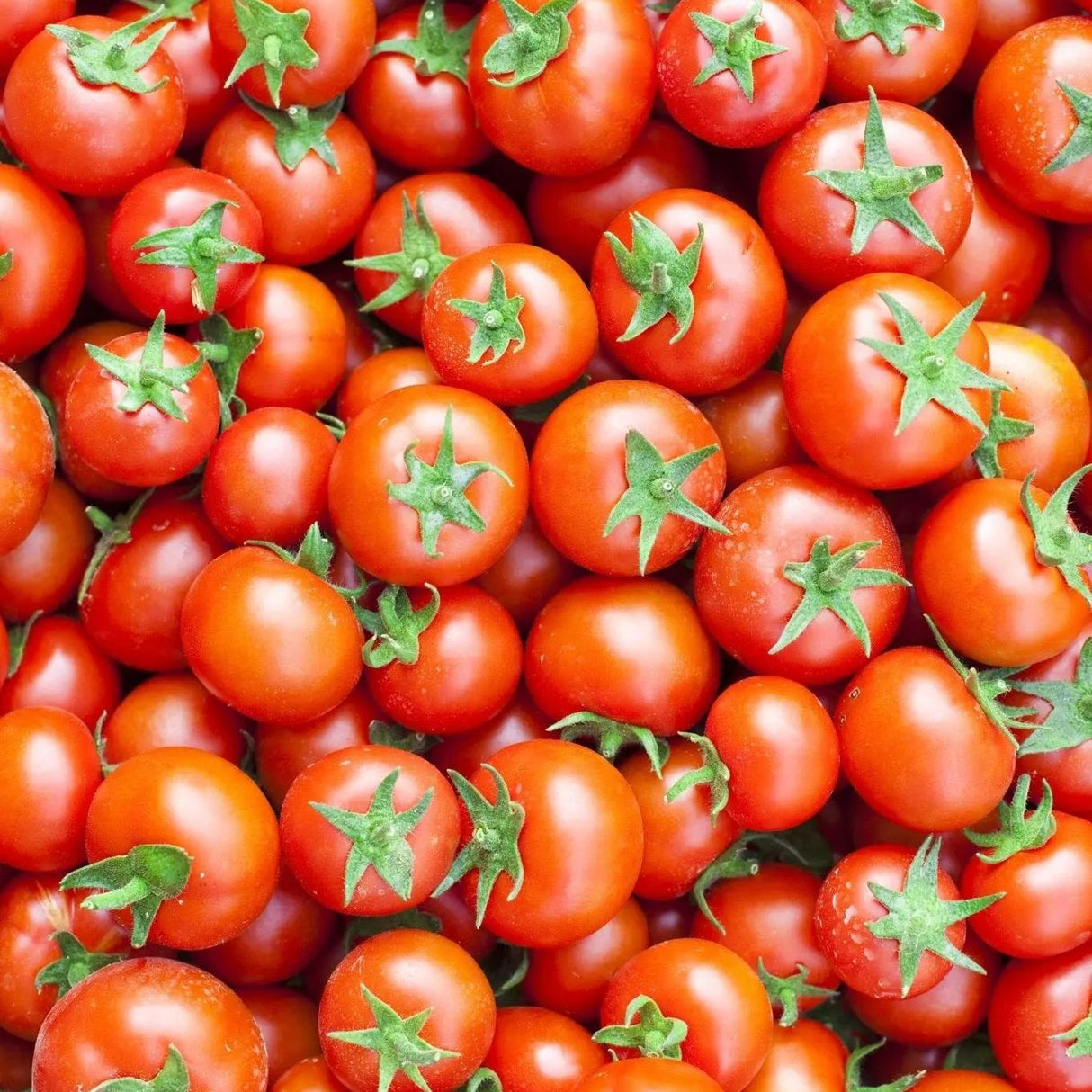 Large Cherry Tomato – Garden Vegetable Seeds