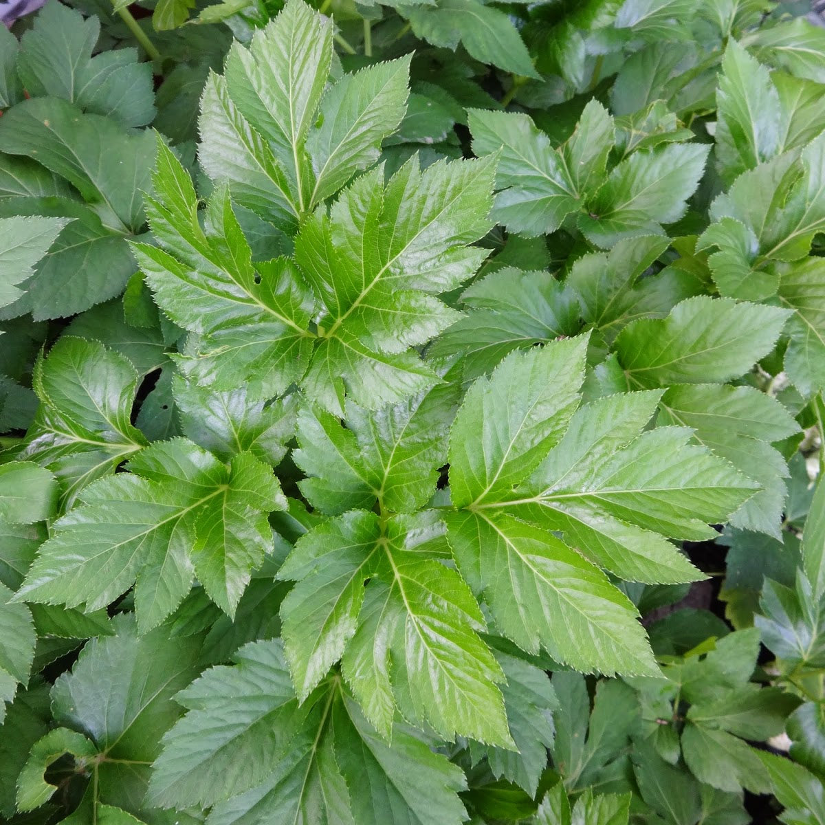 Ashitaba Seeds Angelica Keiskei Japanese Longevity Herb Nutritious & Easy-to-Grow Plant