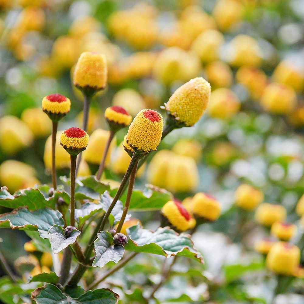 Acmella oleracea Seeds for Planting – Garden Plant Seeds | Premium Quality