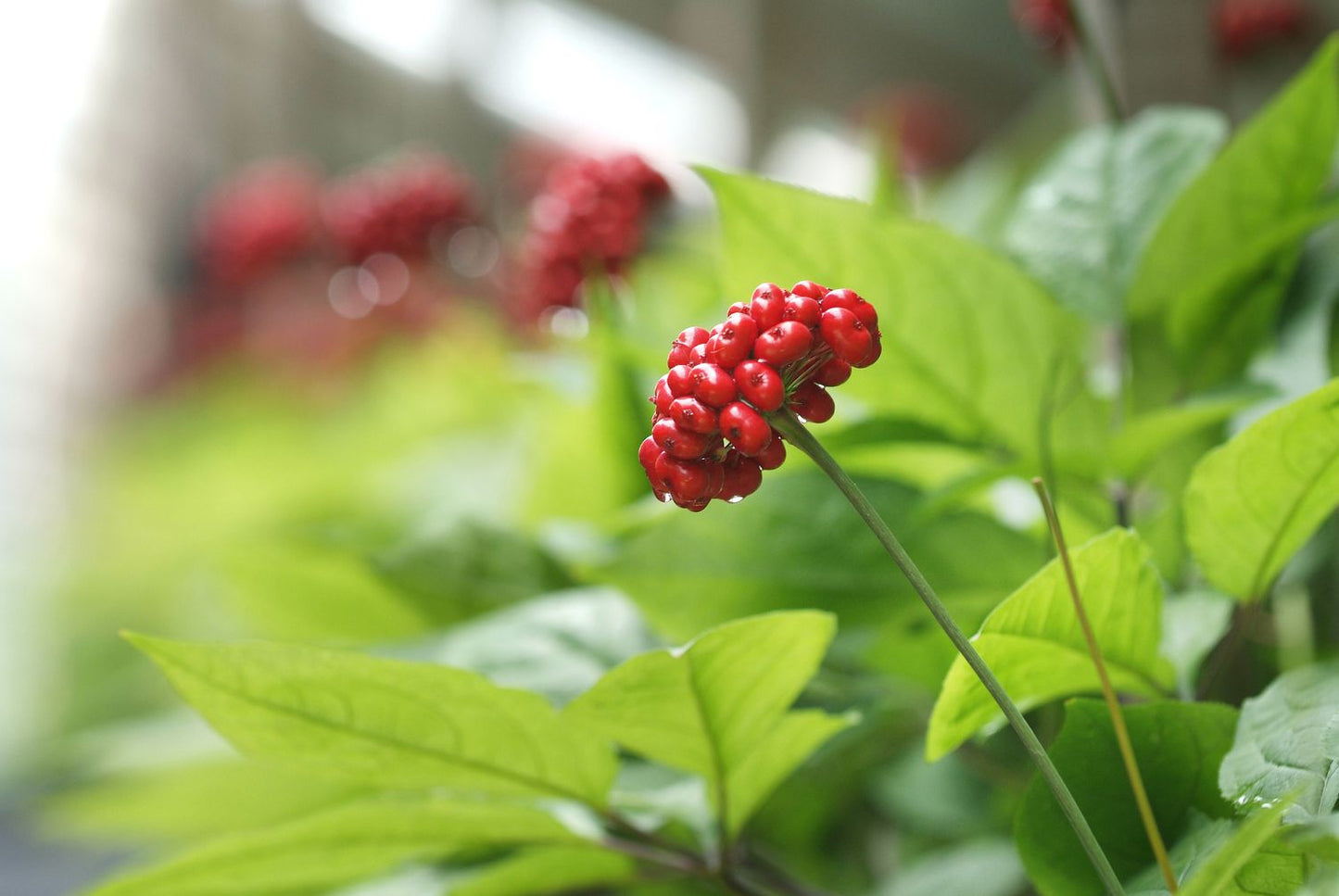 Chinese Climbing Ginseng – Clumping Fruit Seeds