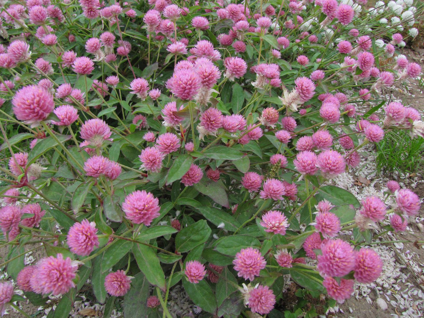 Red Clover Trifolium Pratense – Cover Crop Herb Seeds