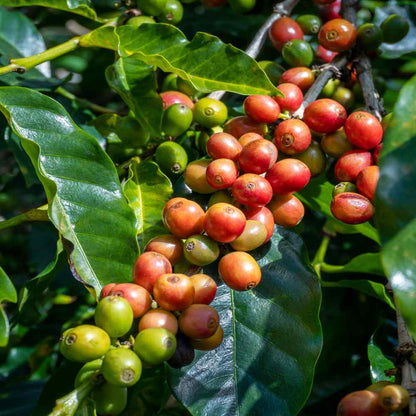 Coffee Coffea Arabica Nana – Indoor Coffee Plant Seeds