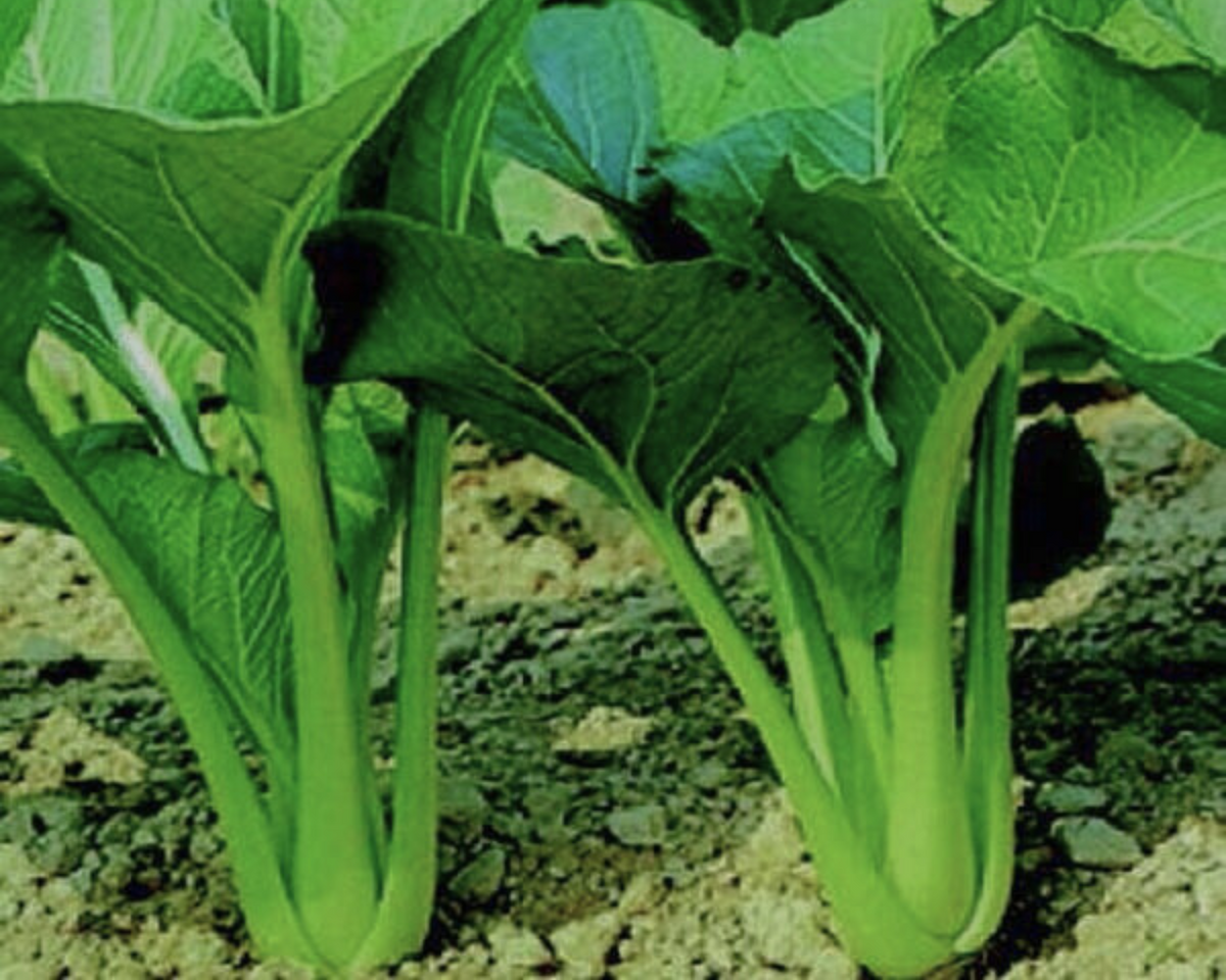 Tsoi Sim Chinese Green – Hardy Vegetable Garden Seeds for Salads and Stir Fry