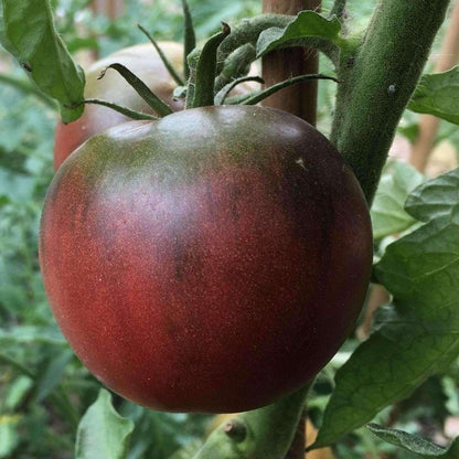 Black from Tula Tomato – Heirloom Vegetable Garden Seeds