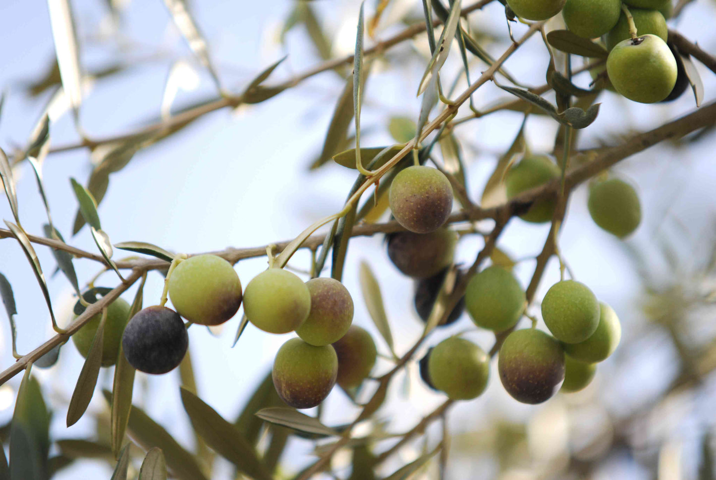 Manzanillo Olive Olea Europaea – Fruit Tree Seeds