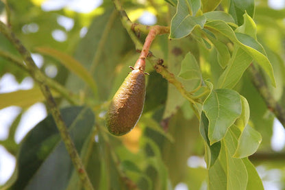 Blas Avocado – Black Avocado Fruit Tree Seeds