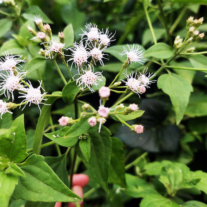 Mexican Dream Herb Calea Zacatechichi – Flowering Herb Seeds