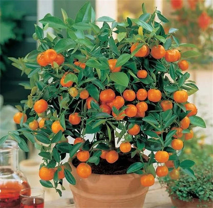 Dwarf Tangerine Mandarin – Bonsai, Dwarf Fruit Seeds