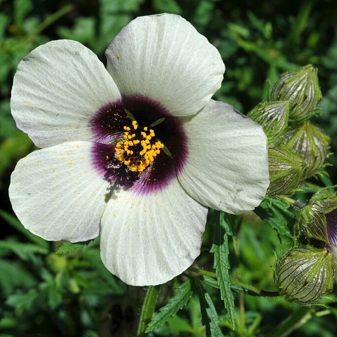 Amethyst Hibiscus Flower – Perennial Flower Seeds